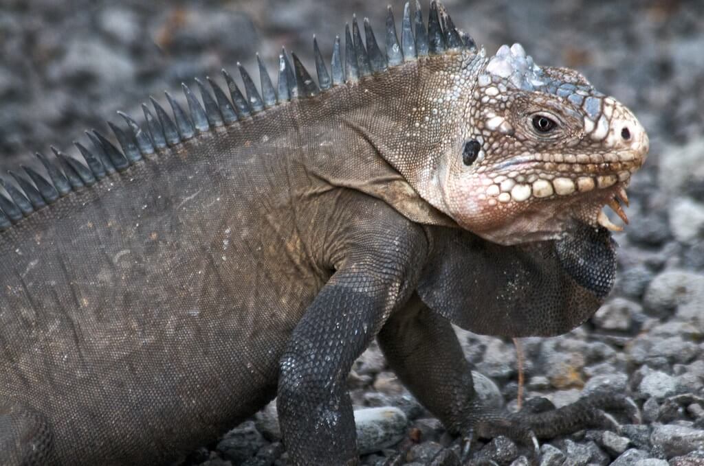 Iguana